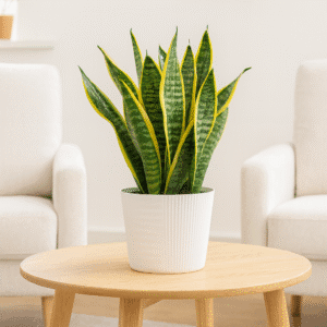 Elevate Your Living Room with Snake Plant